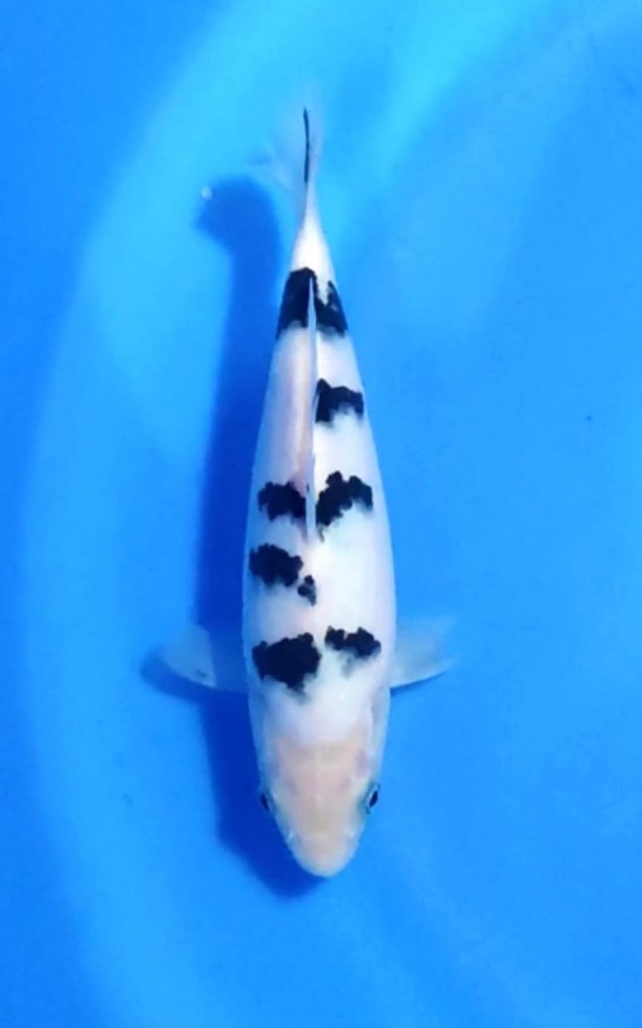 Juara 1