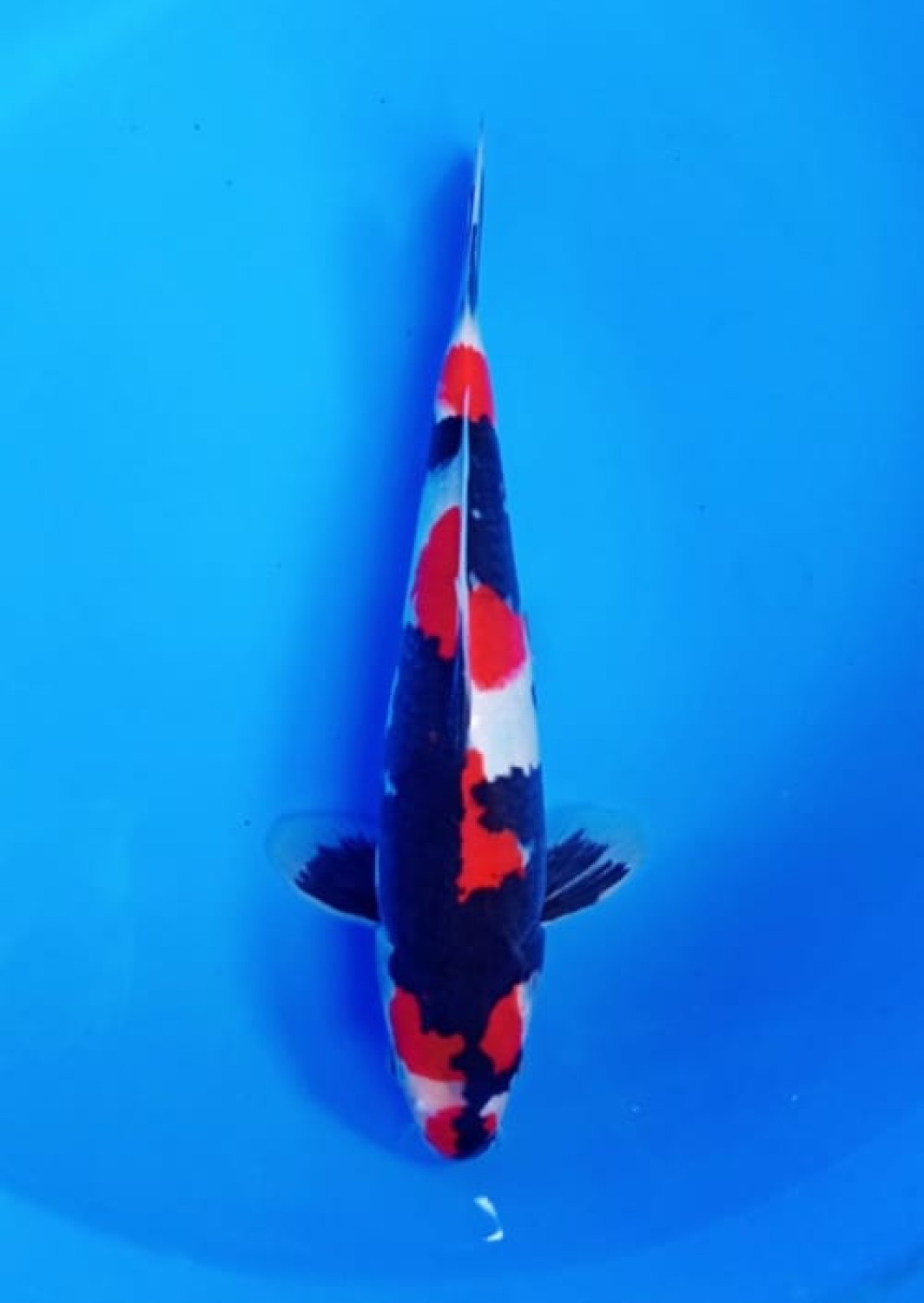 Best In Size A 21 - 25 cm