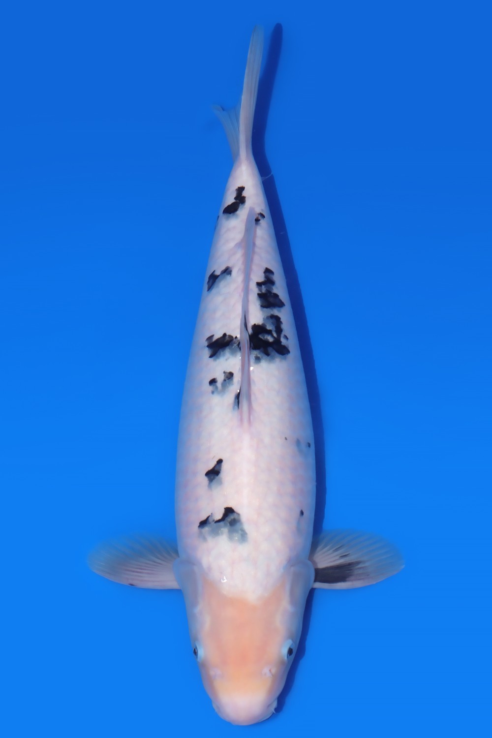 Juara 2