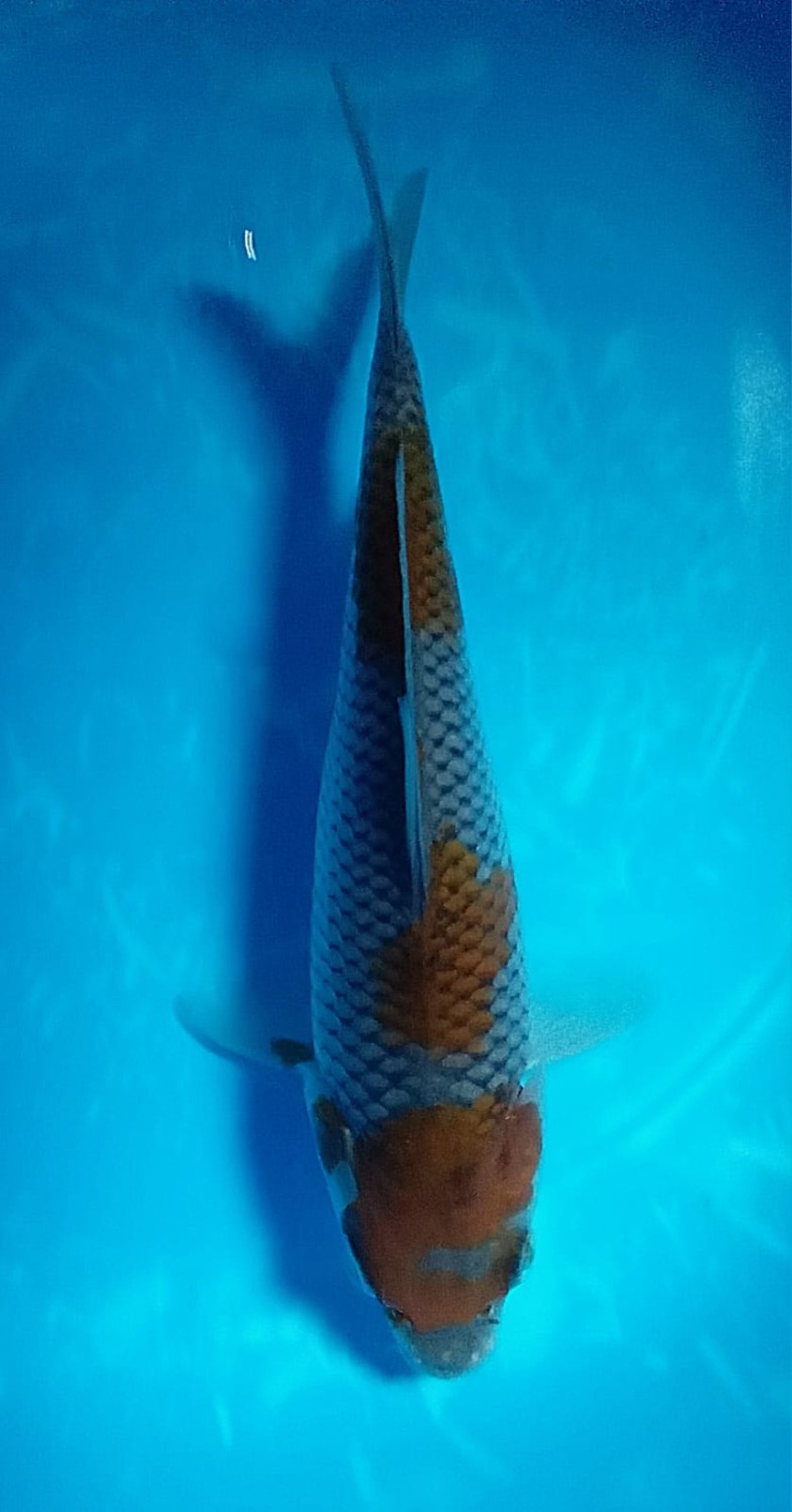 Juara 1