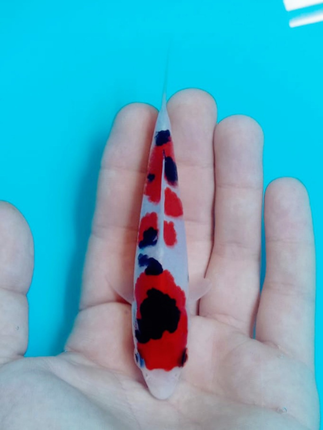 Best In Size A Up To 12 cm