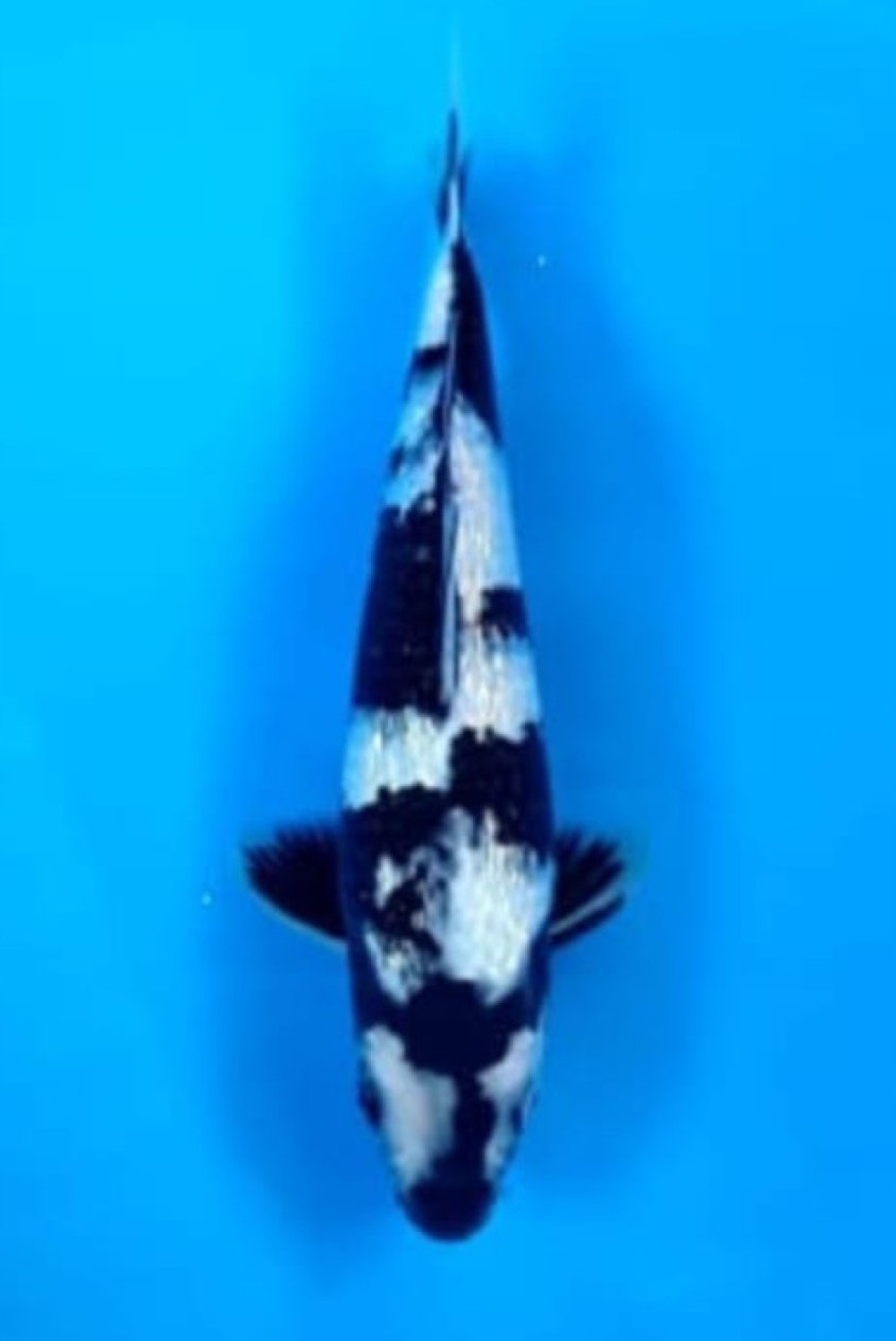 Juara 2