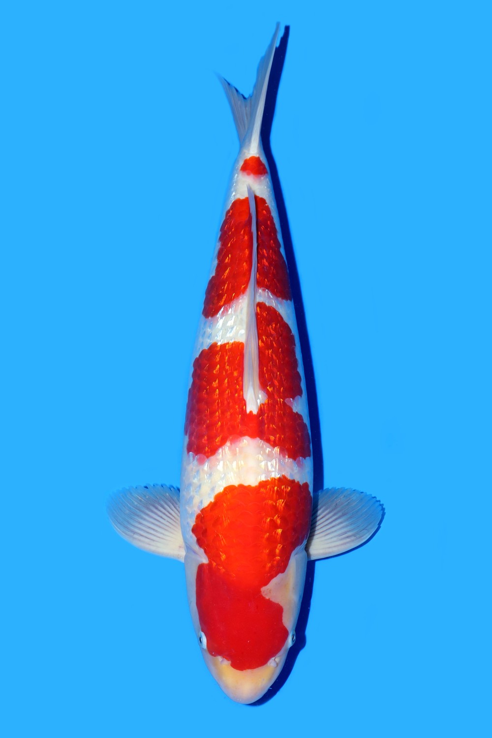 Juara 2