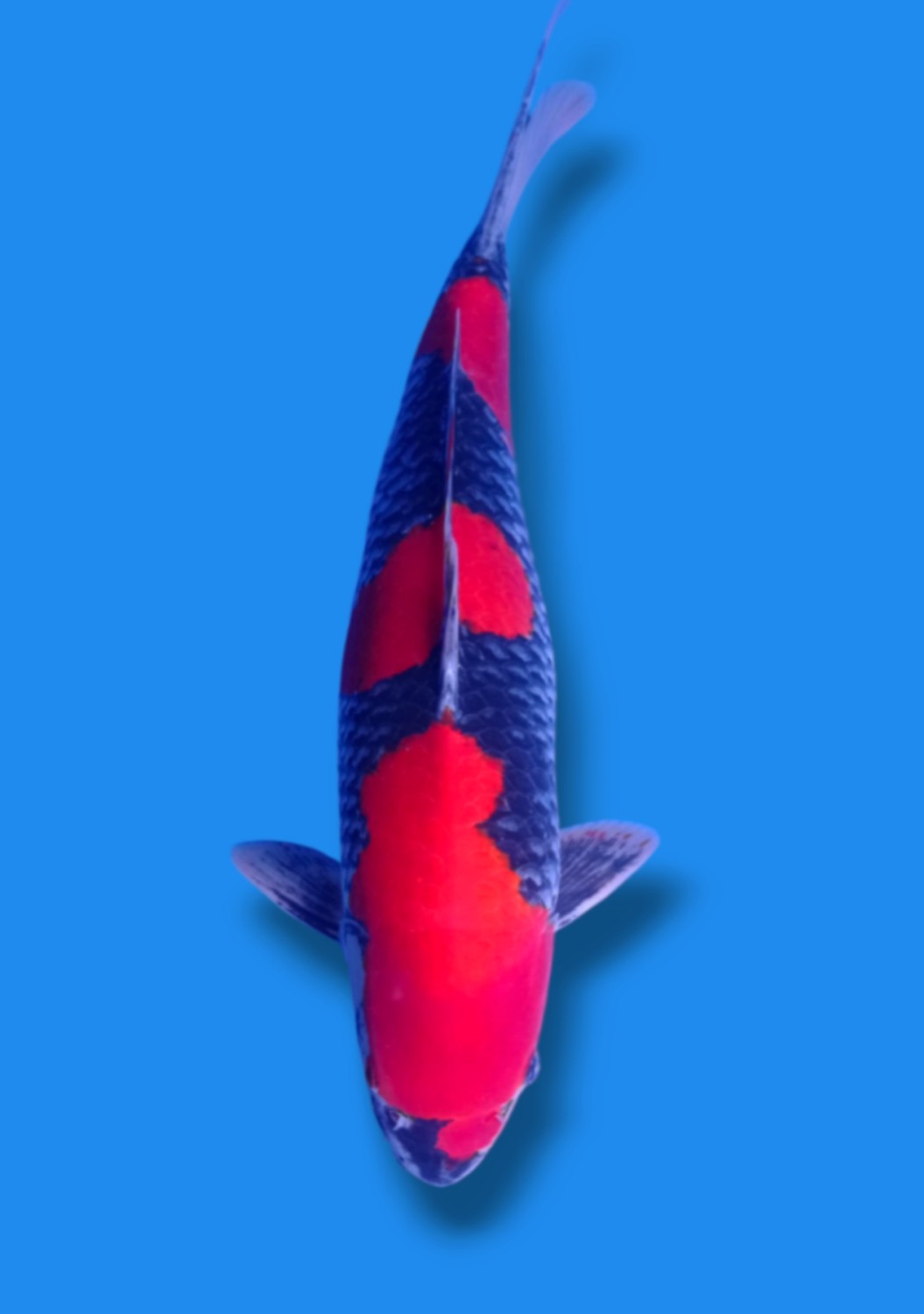Juara 2