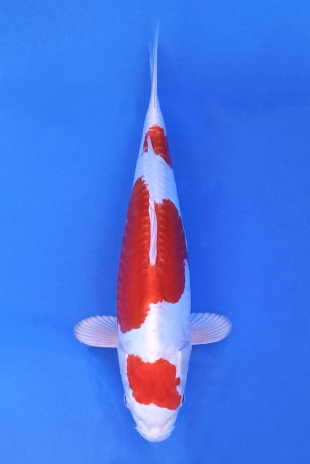 Juara 3