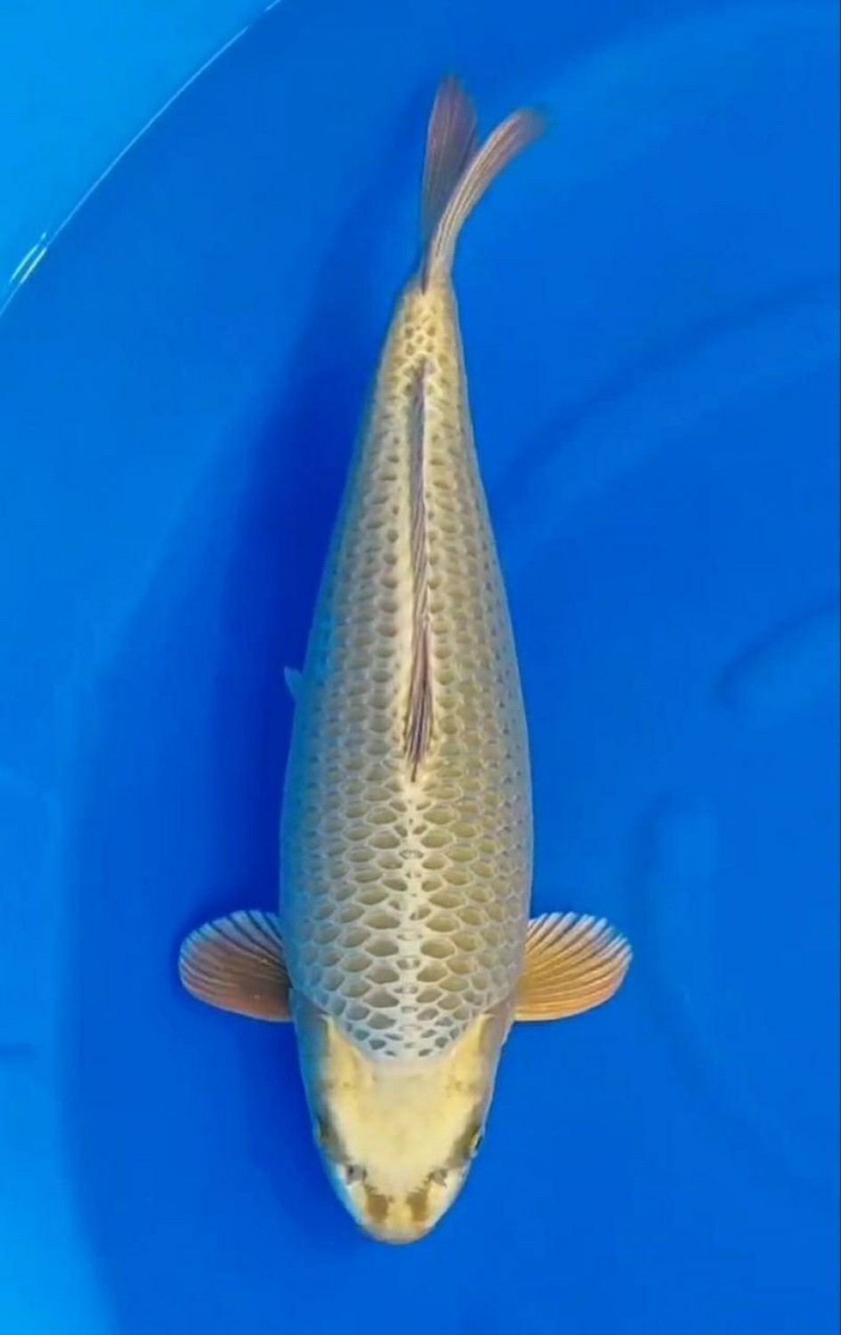 Juara 1