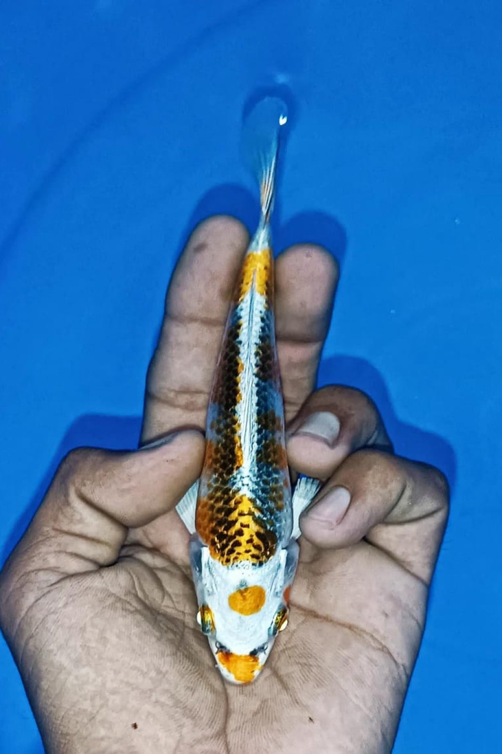 Juara 2
