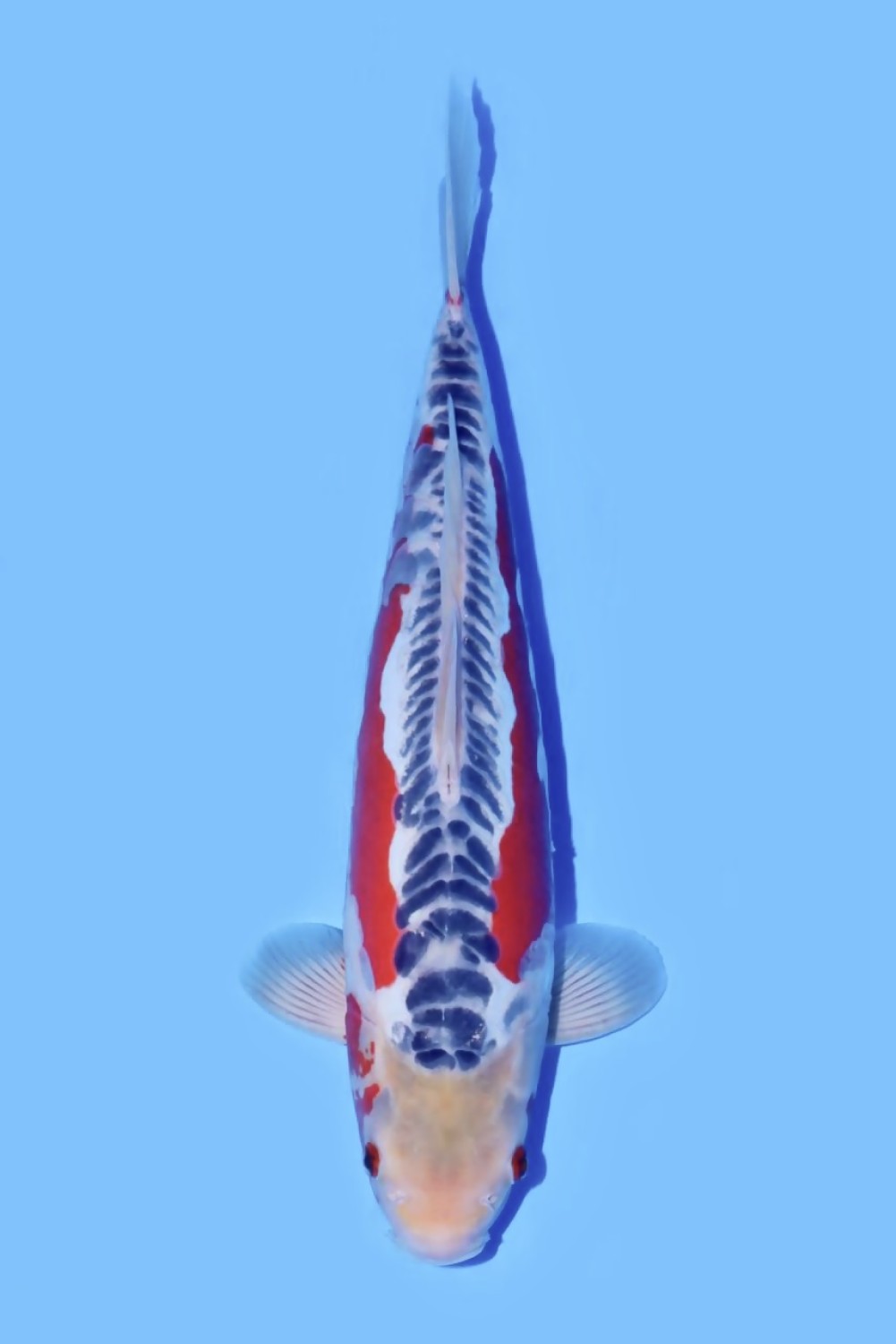 Juara 2