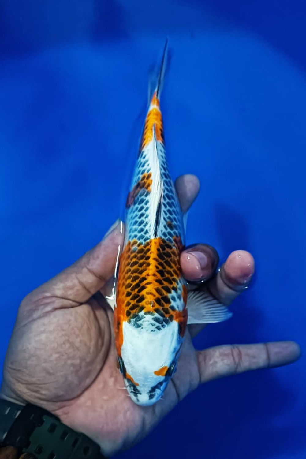 Juara 2