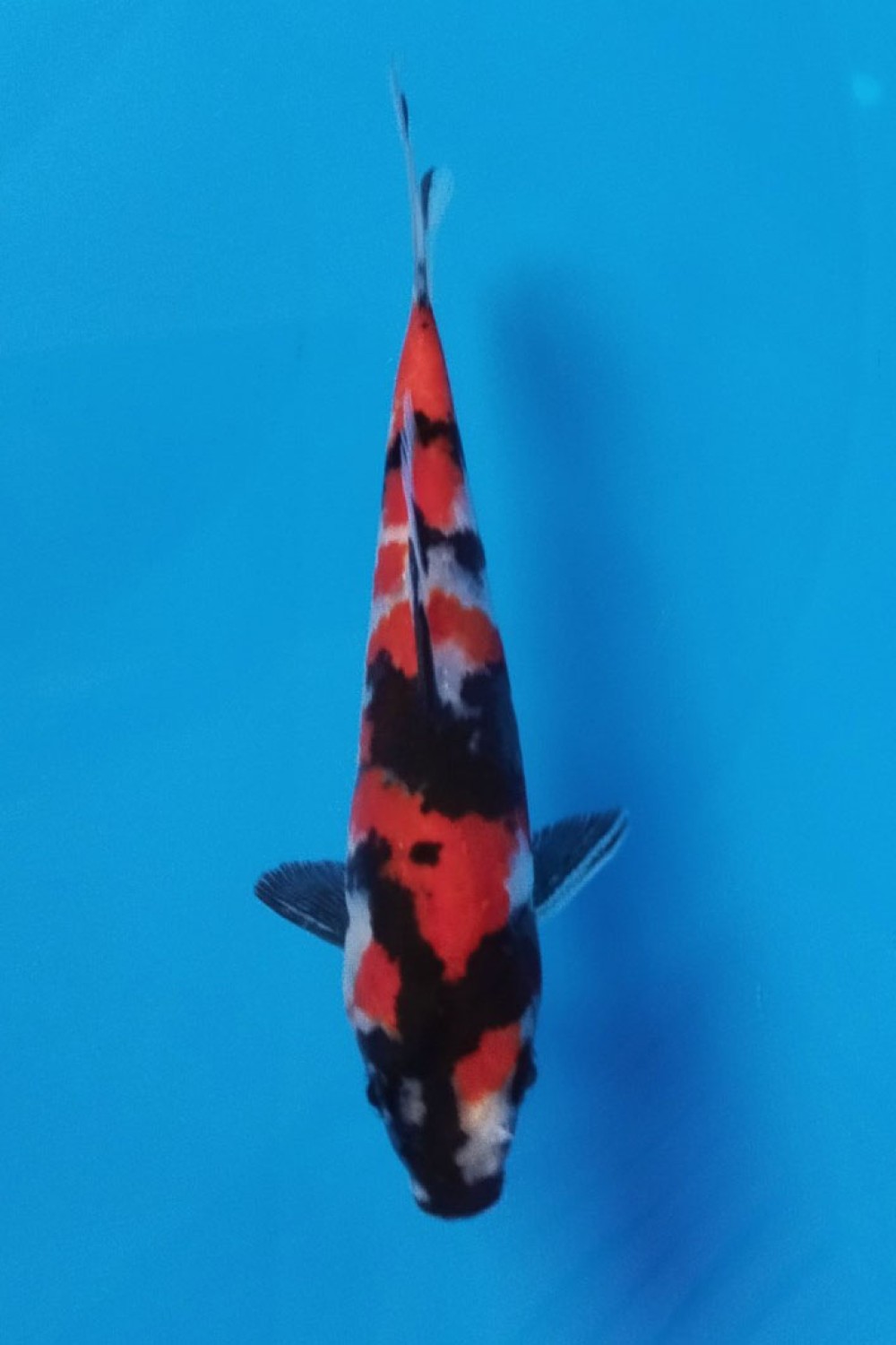 Juara 4