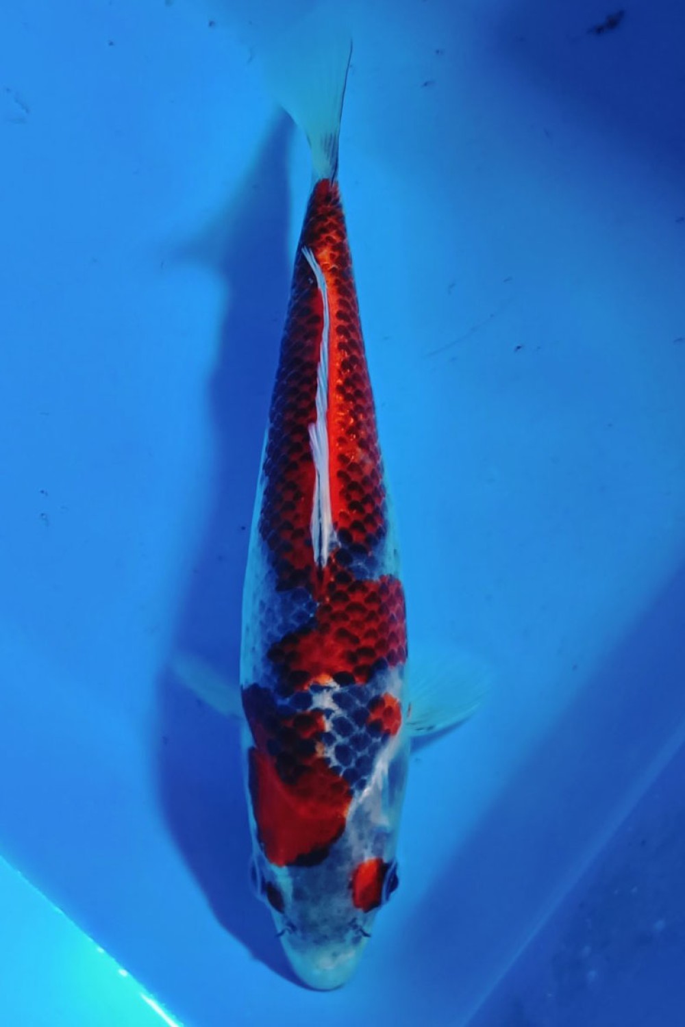 Juara 2