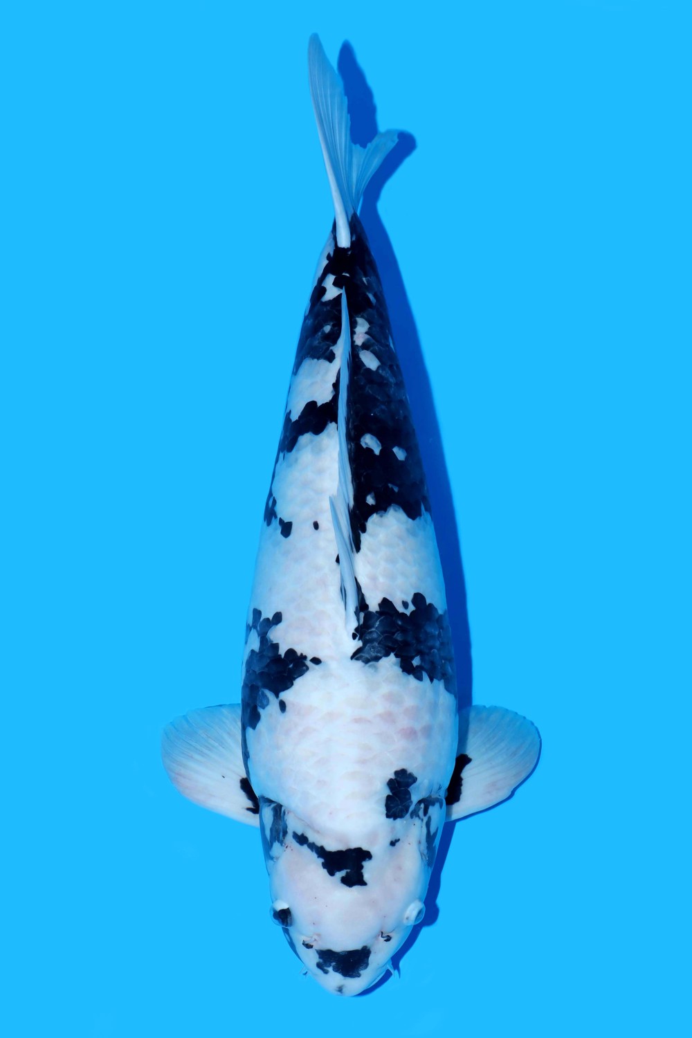 Juara 1