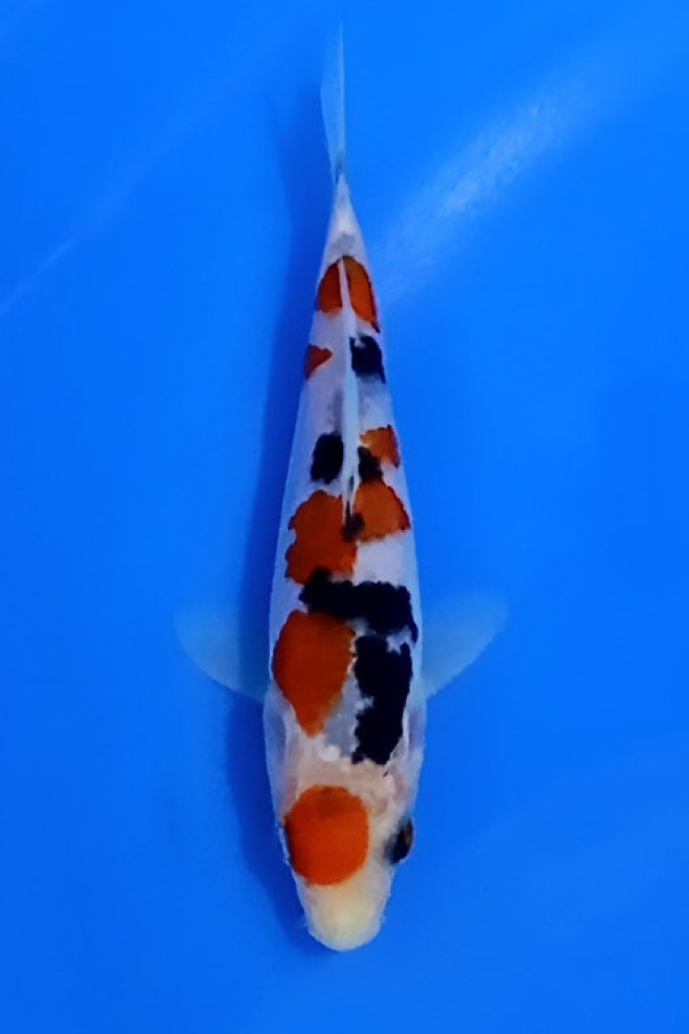 Juara 1