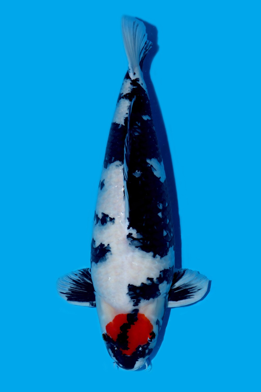 Juara 1