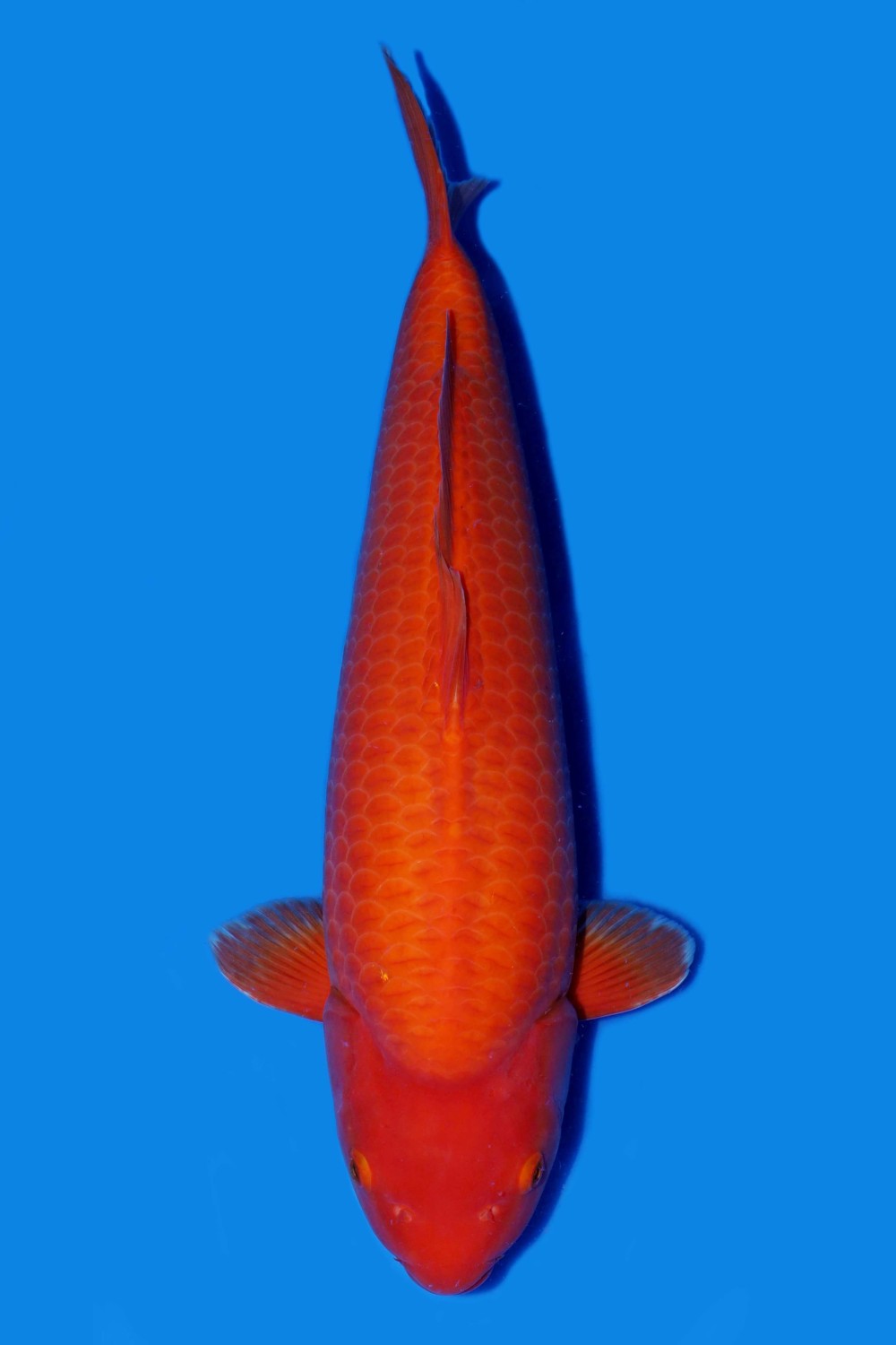 Juara 2