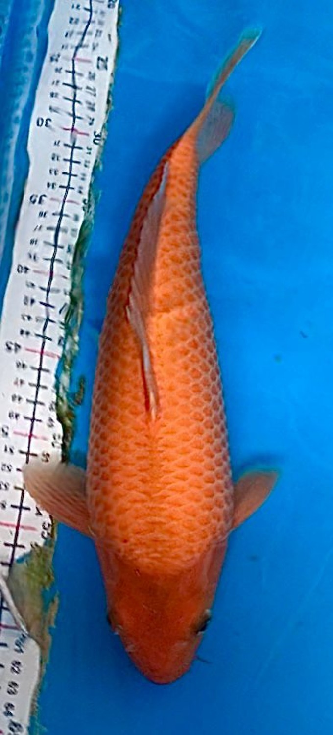 Juara 5