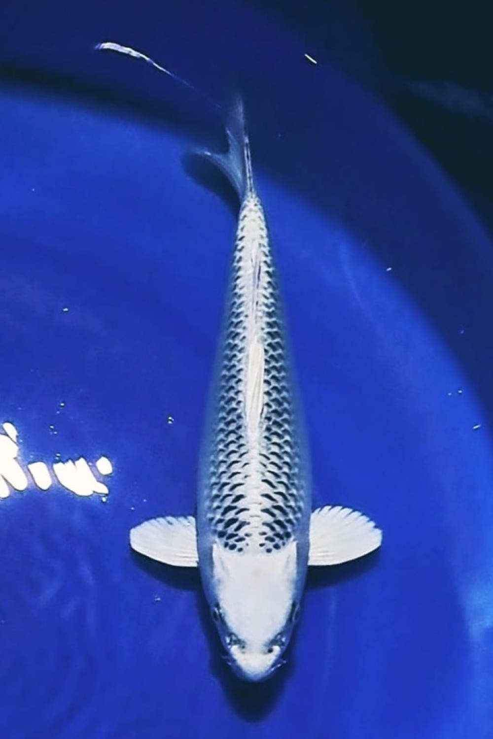 Juara 1