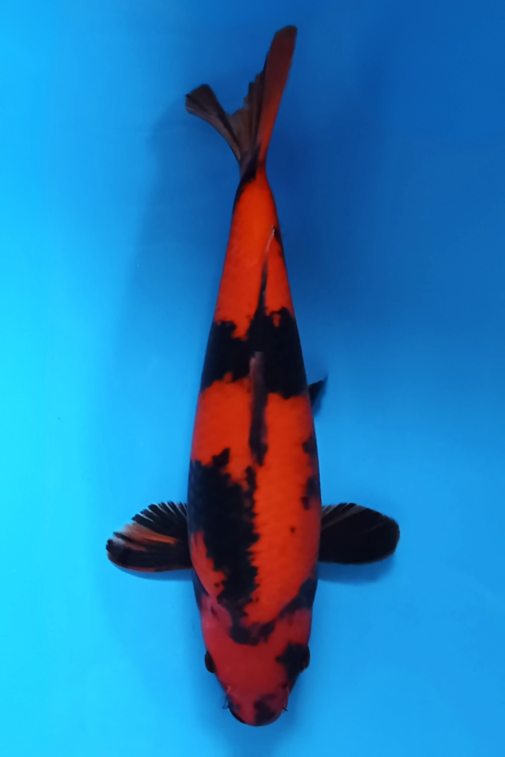 Juara 2
