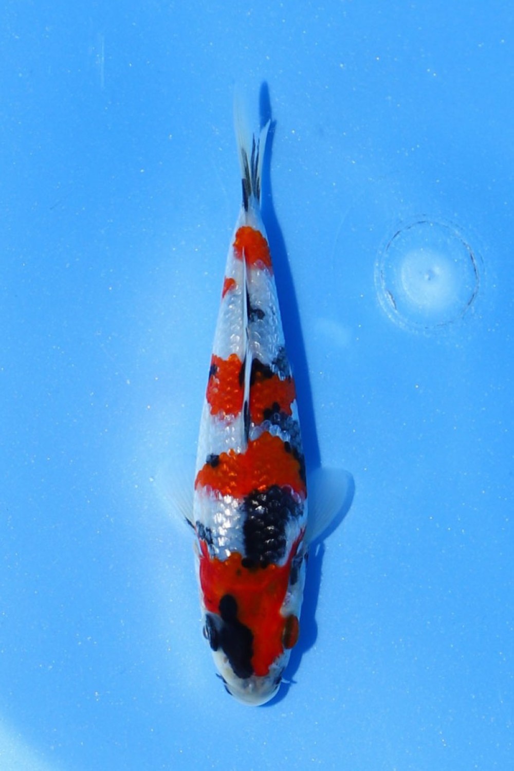 Juara 5