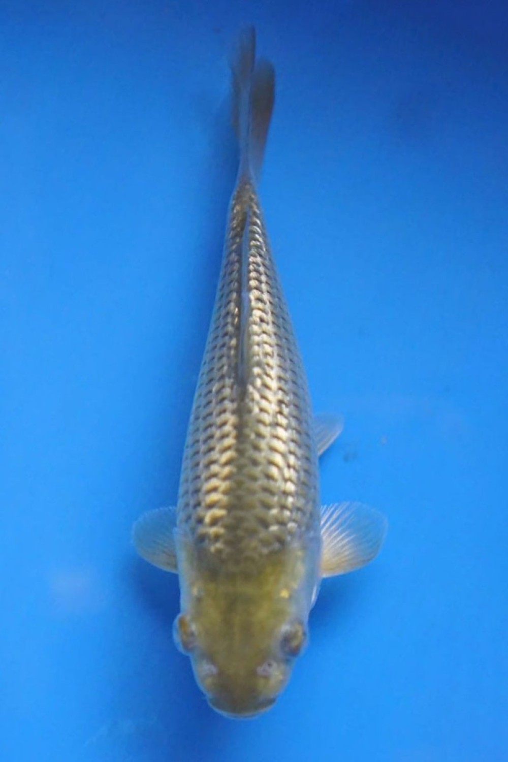 Juara 5