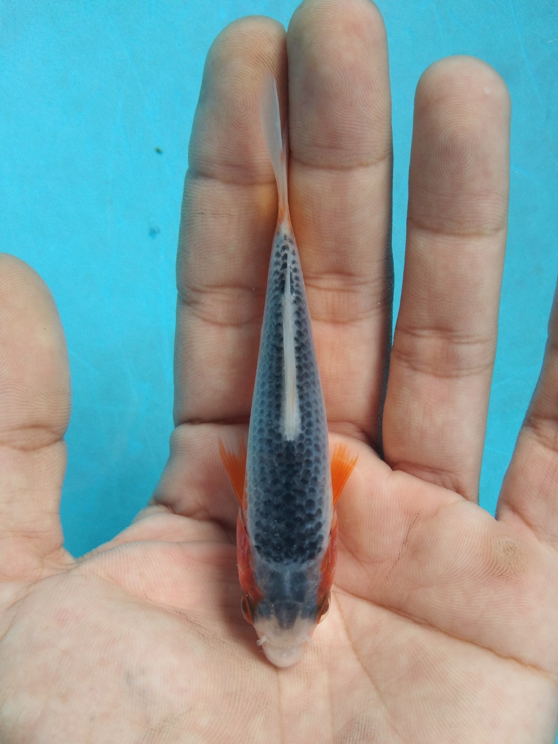 Juara 3