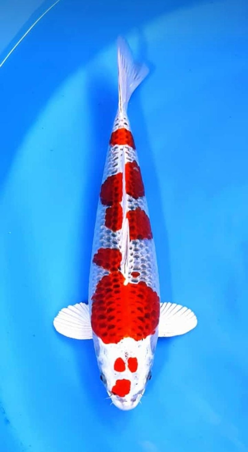 Juara 5