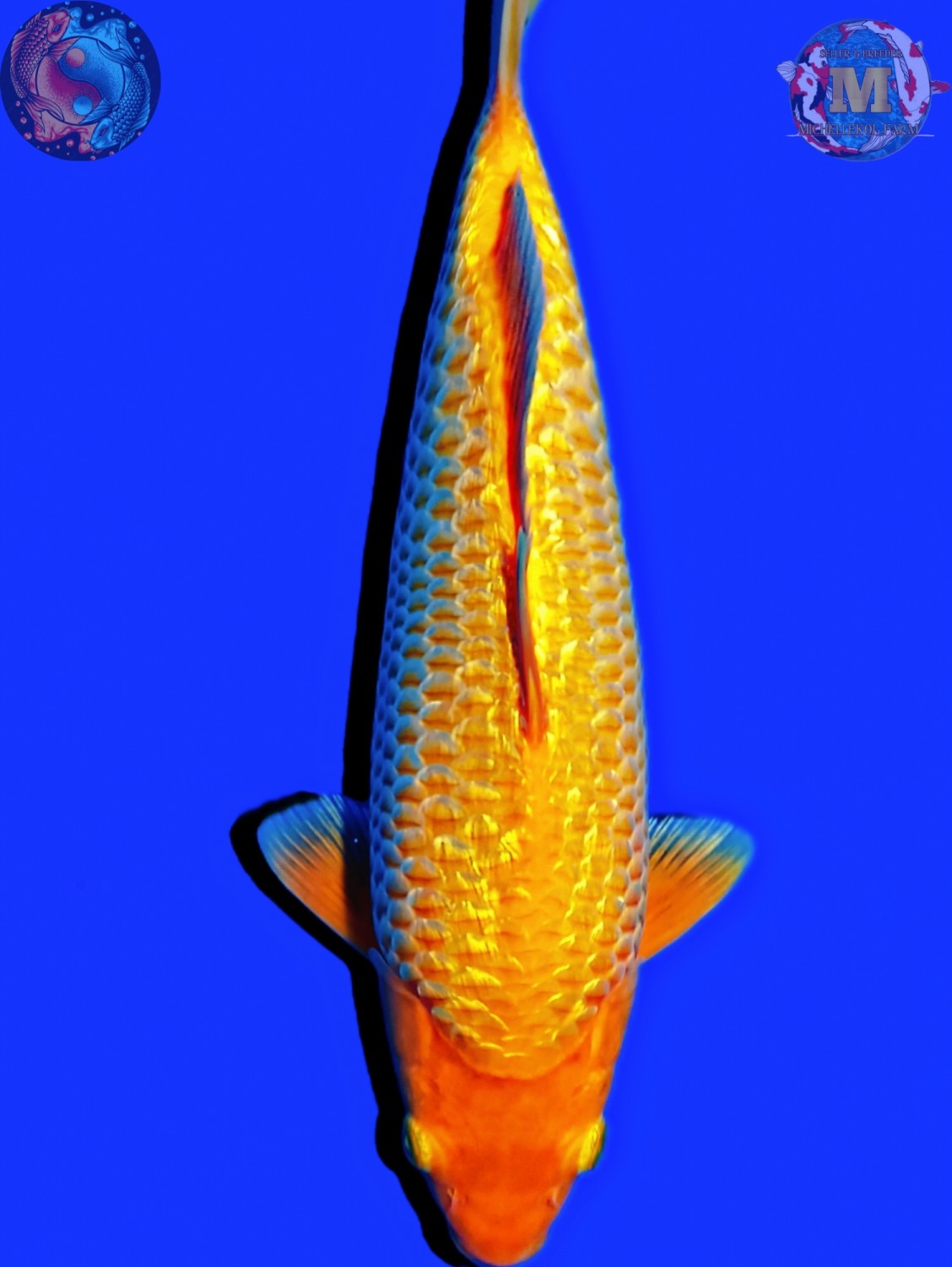 Juara 4
