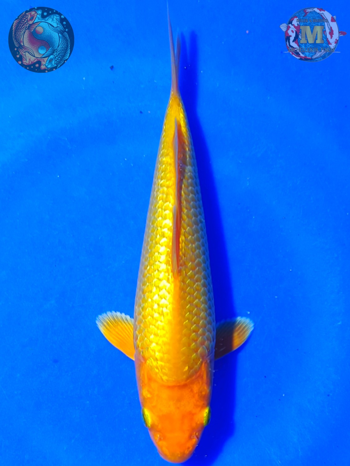 Juara 1