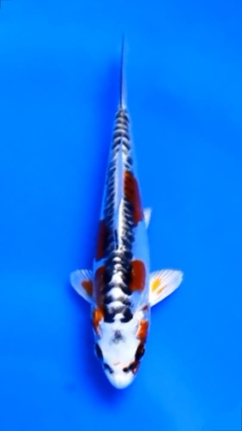 Juara 2