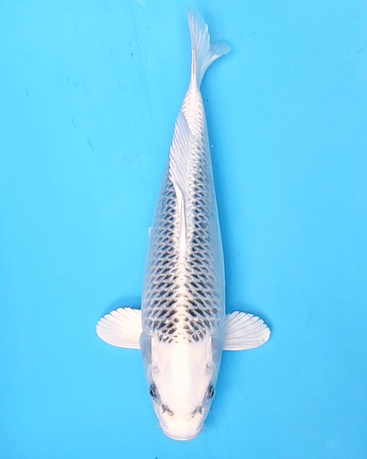 Juara 1