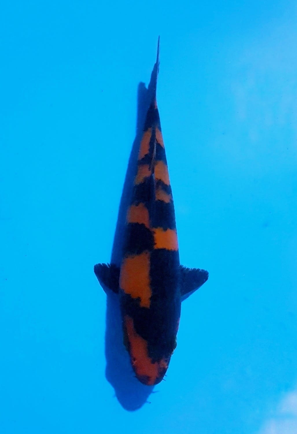 Juara 5