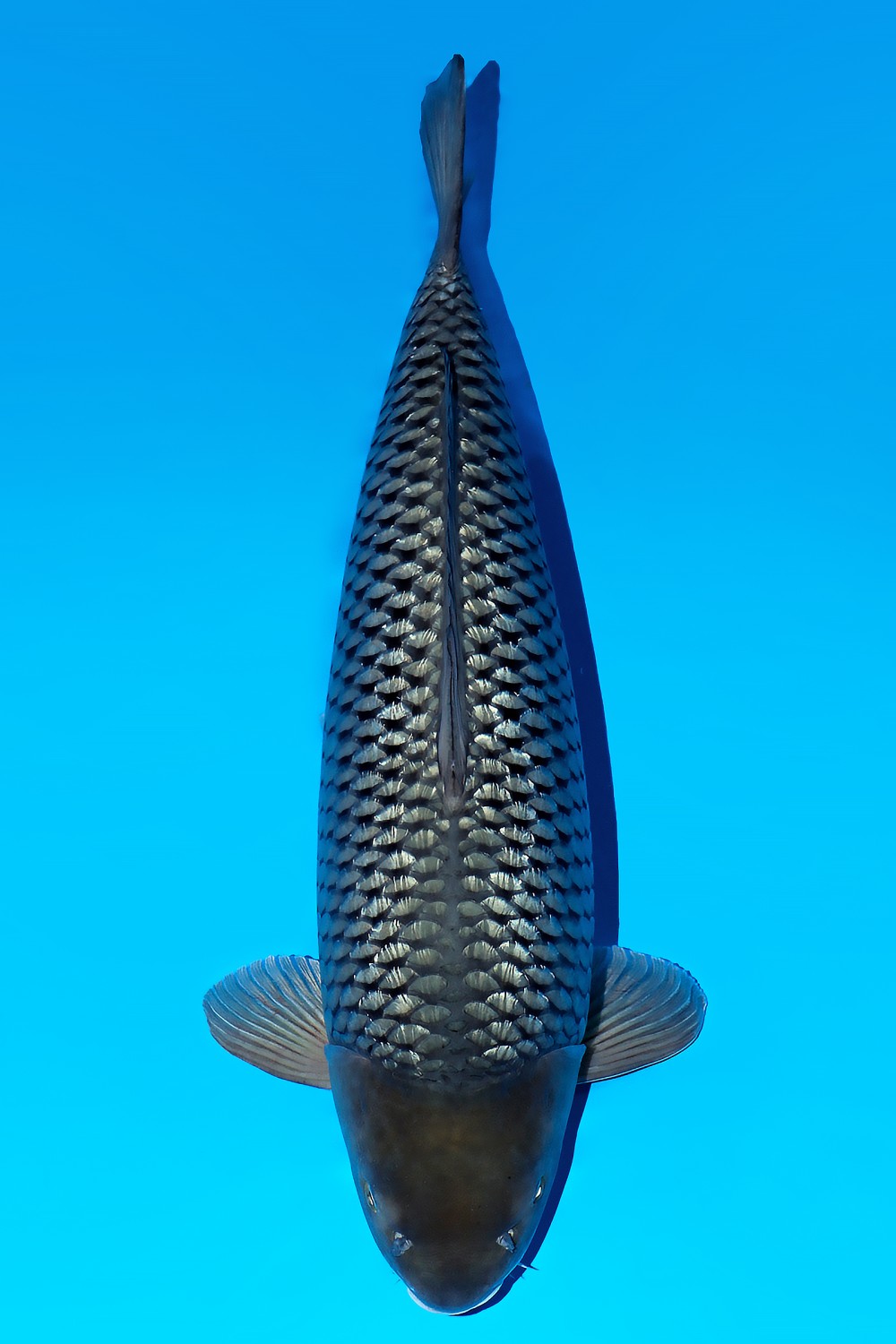 Juara 2