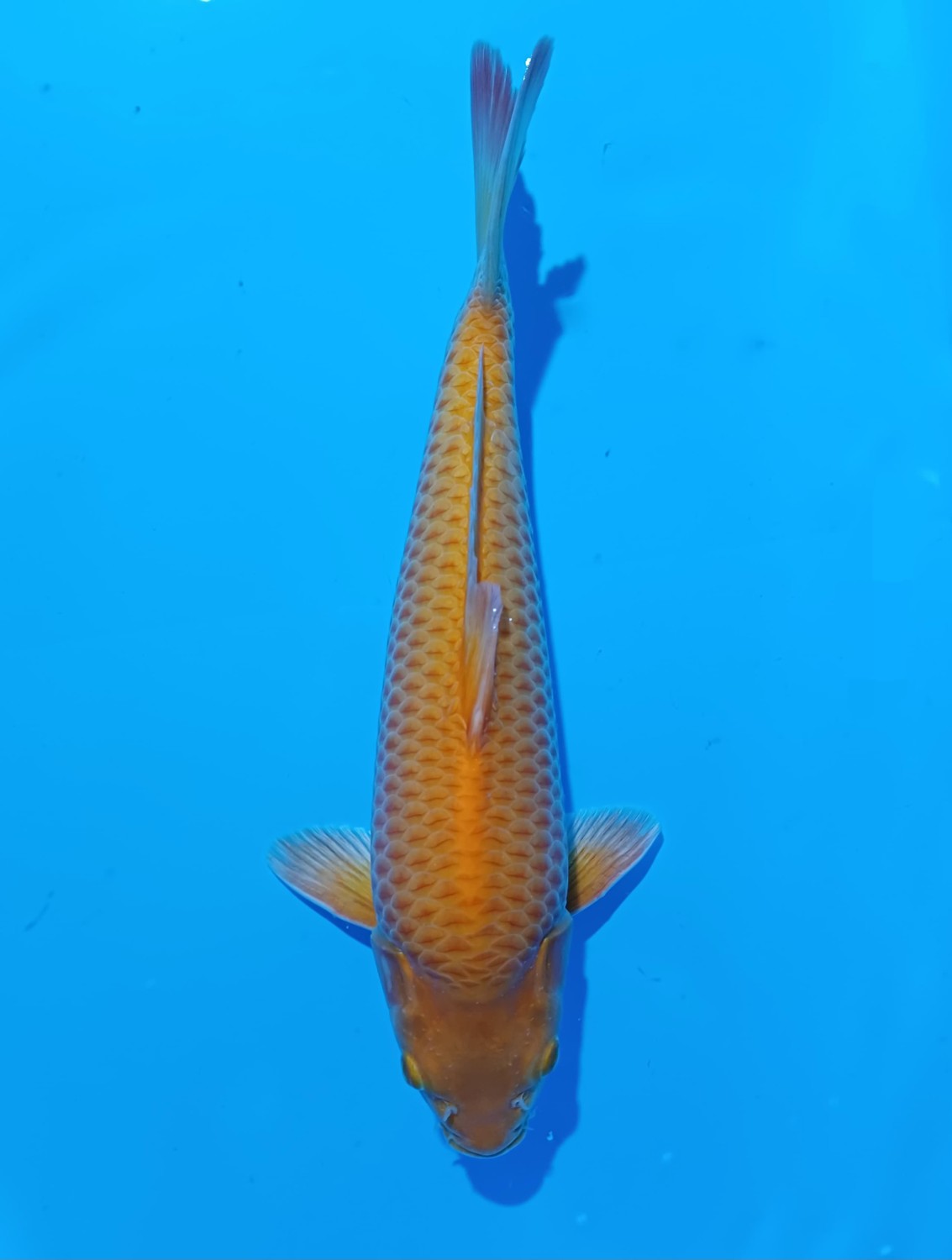 Juara 4