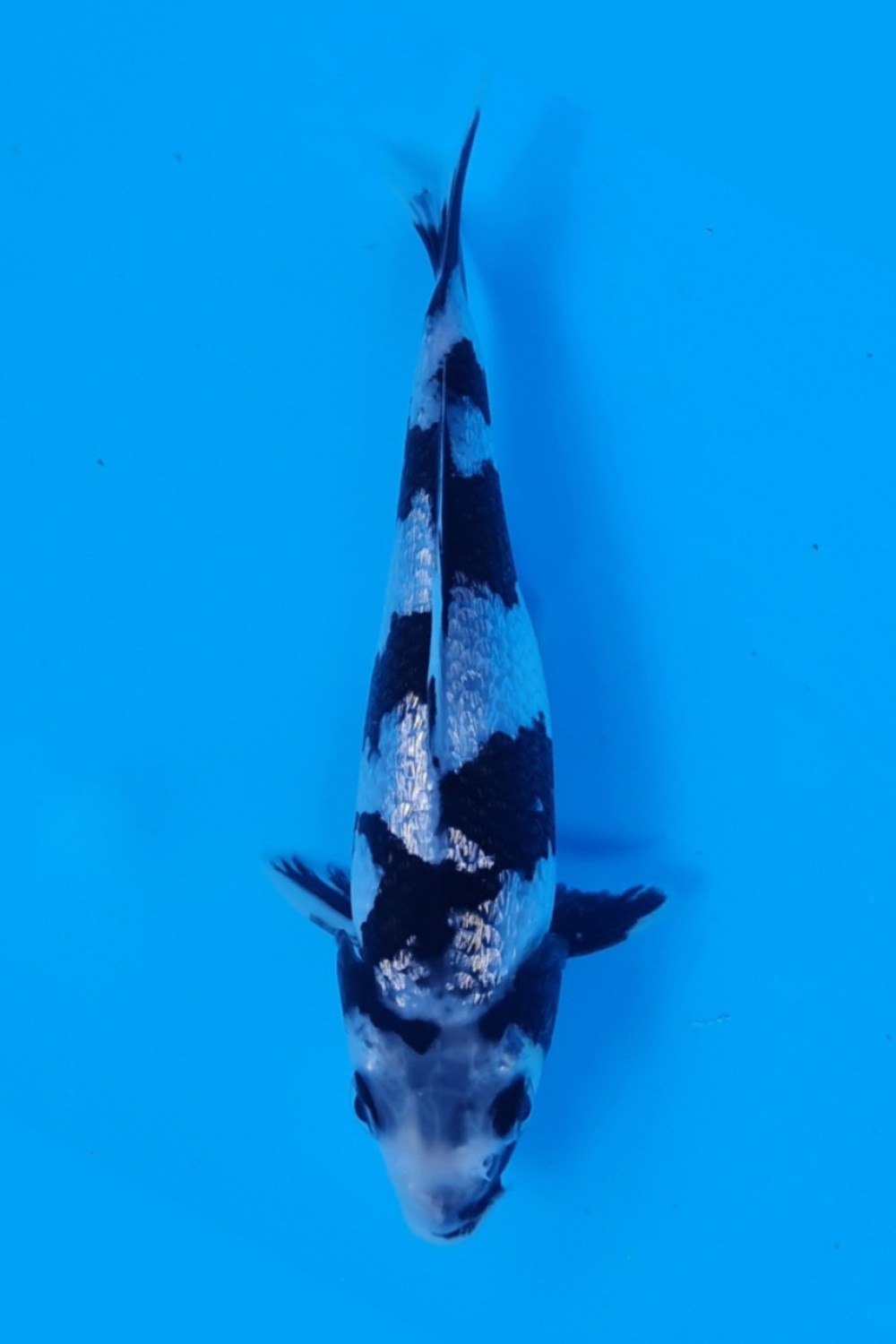 Juara 5