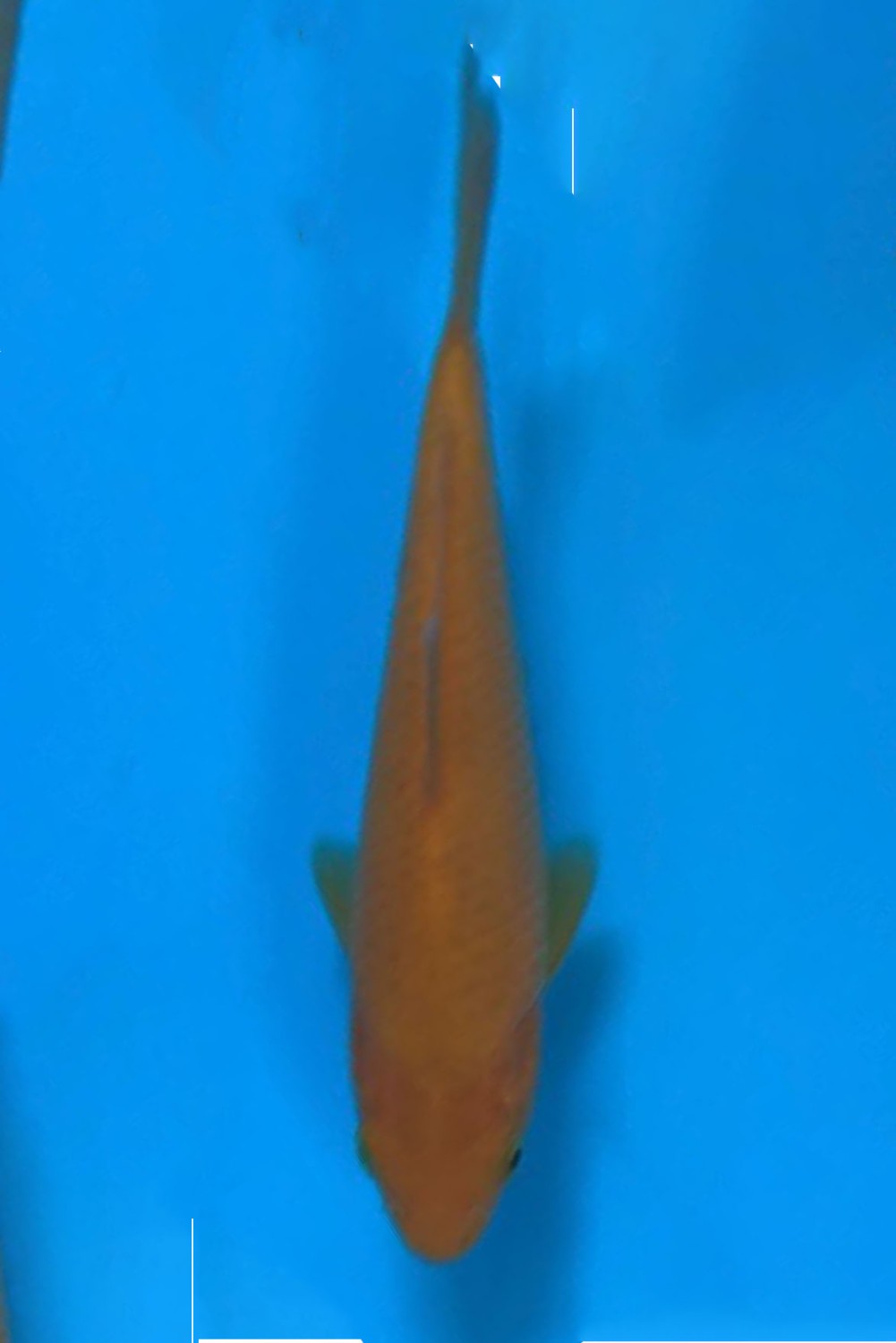 Juara 4