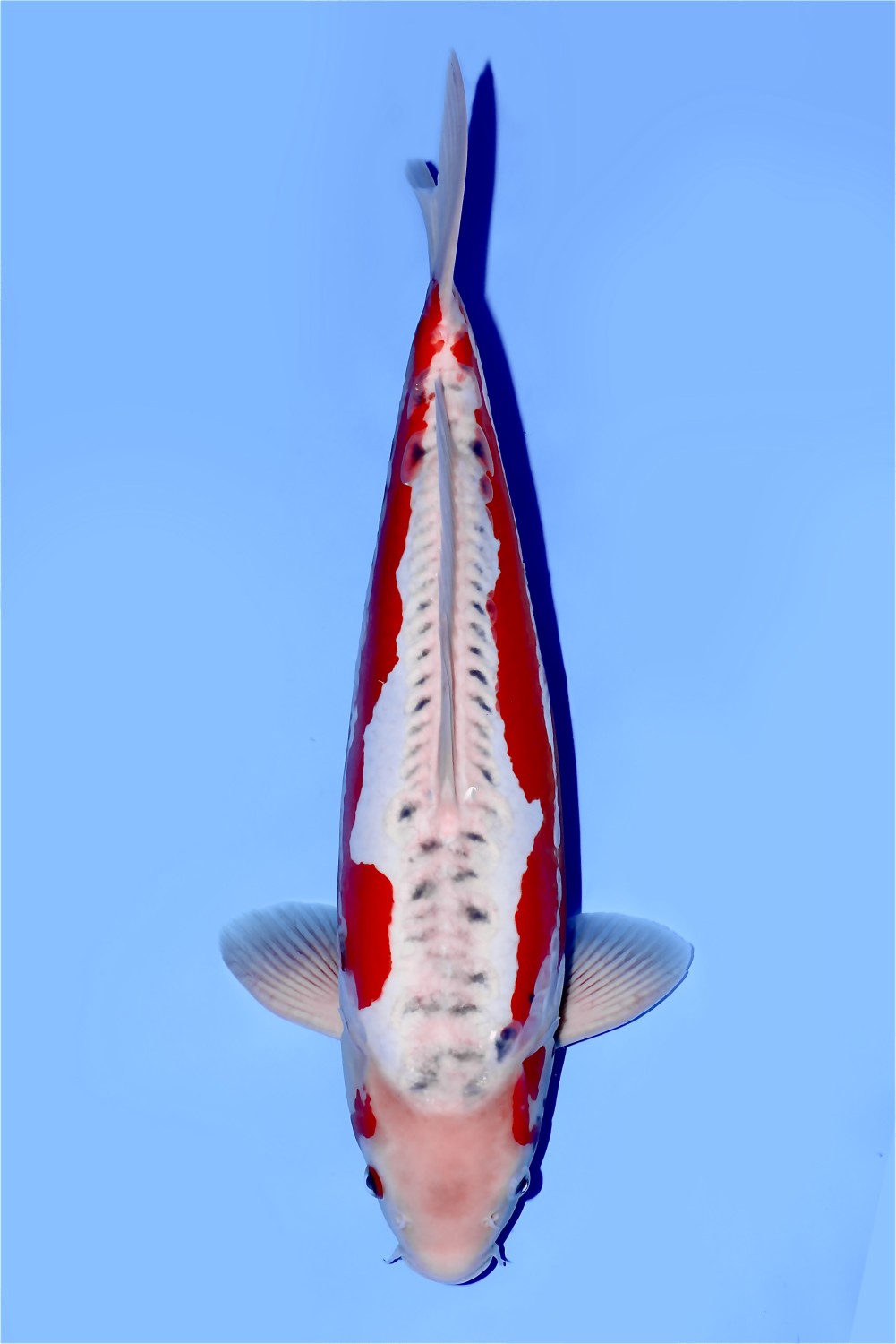 Juara 5