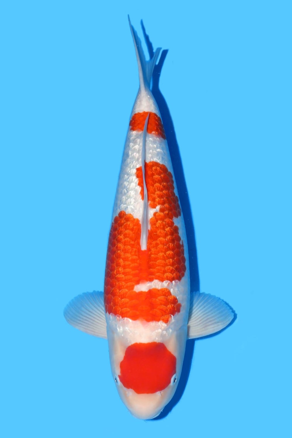 Juara 3