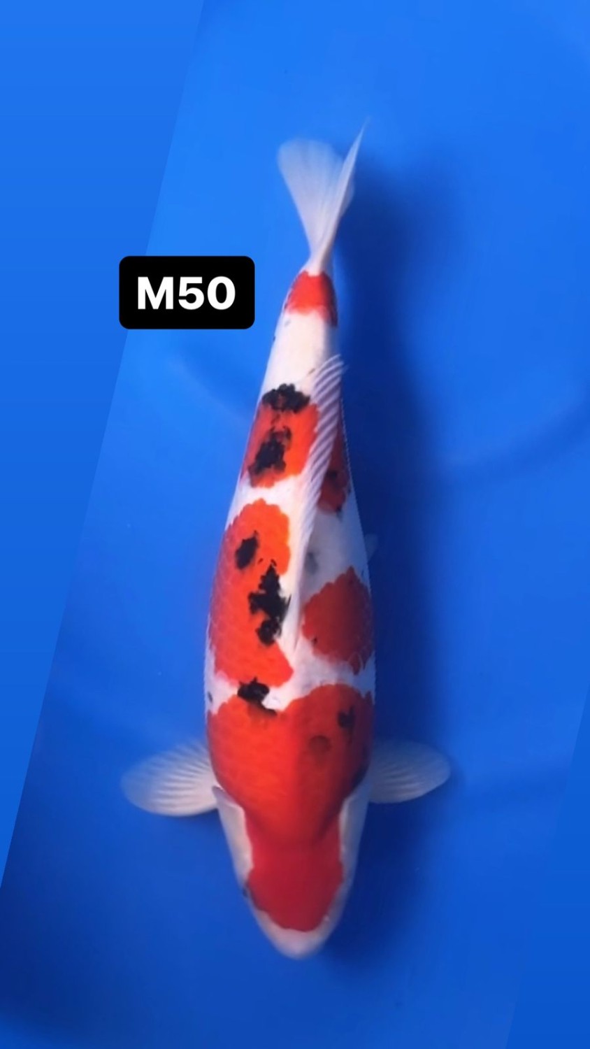 Juara 5
