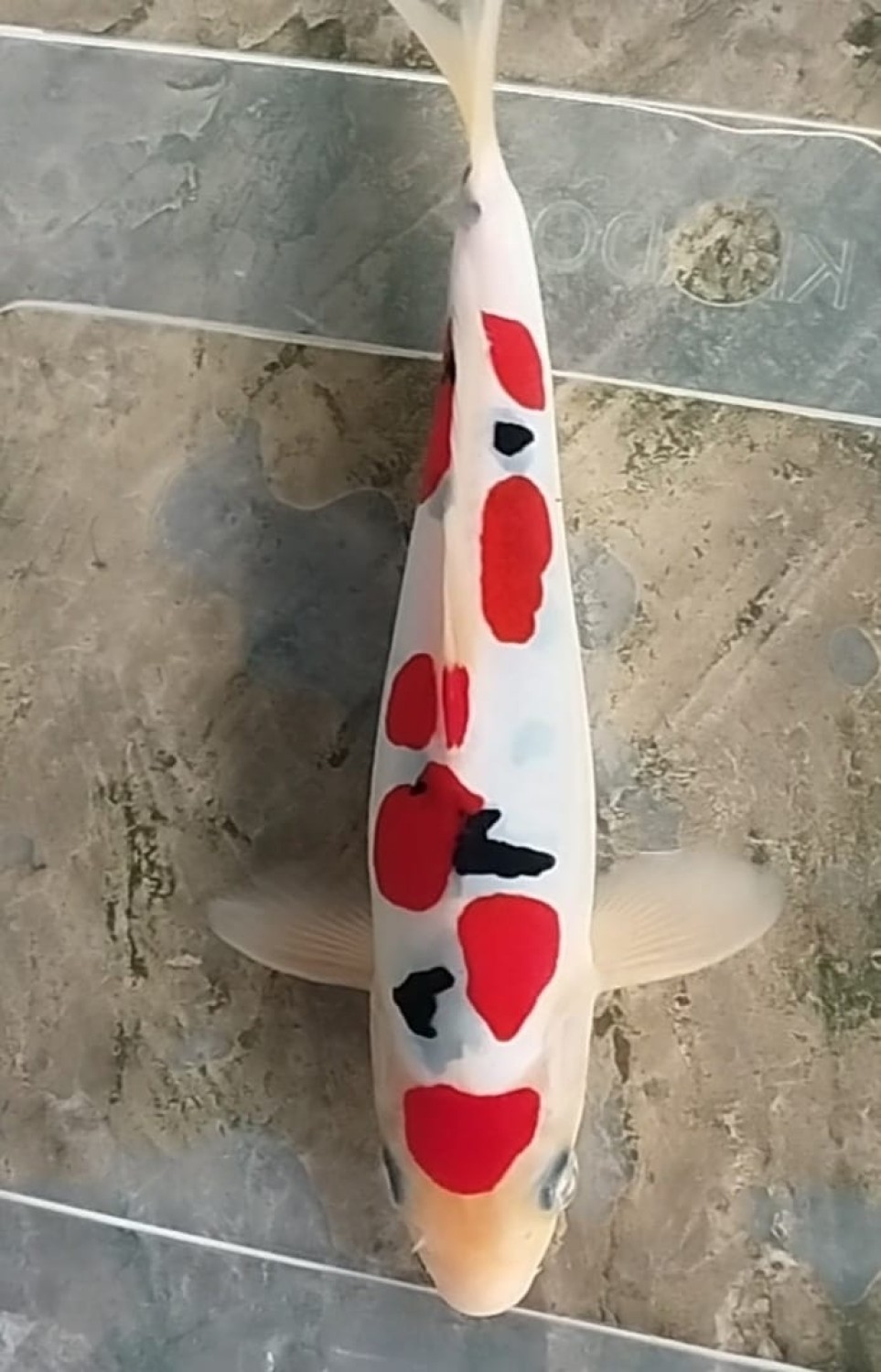 Juara 4