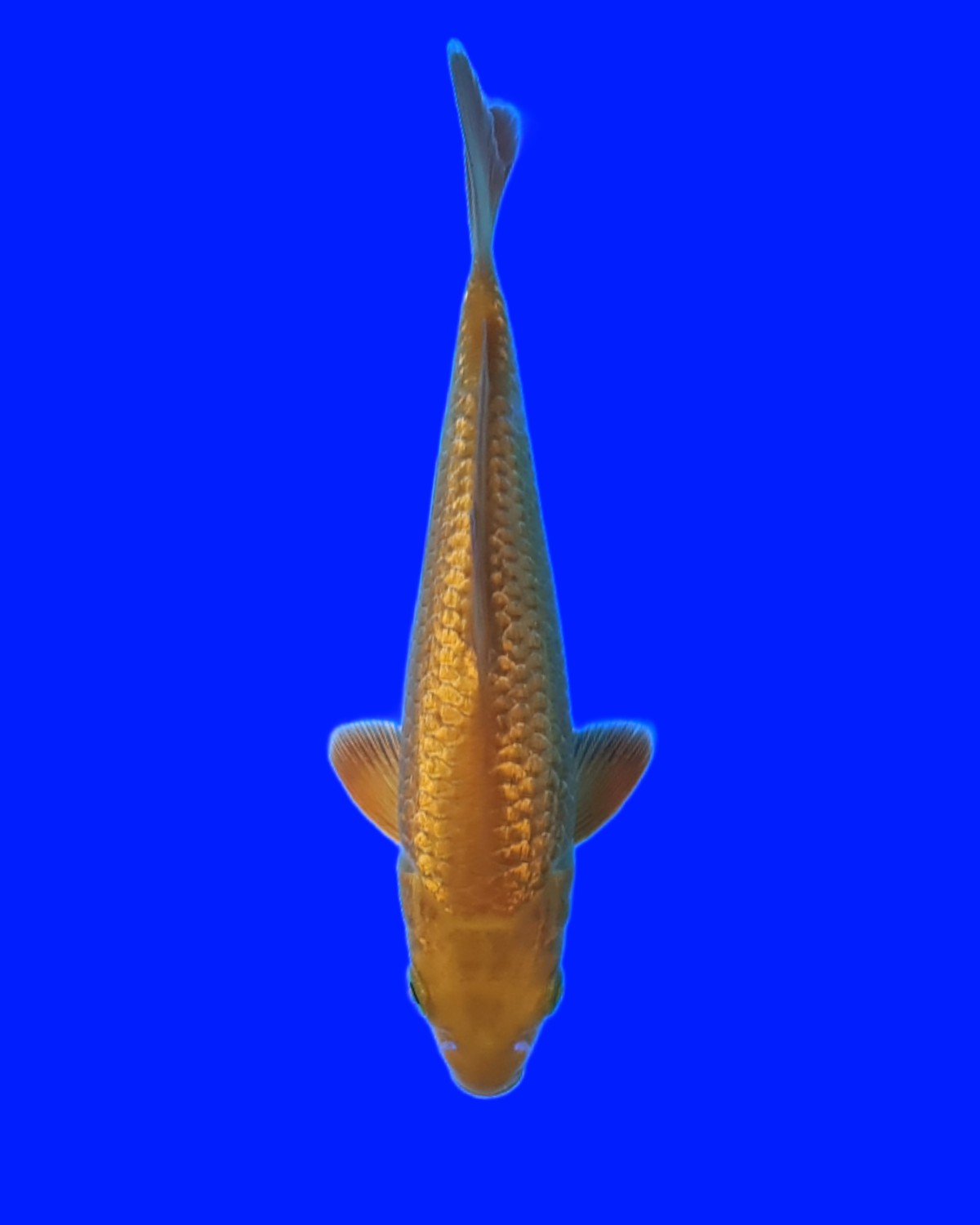 Juara 2