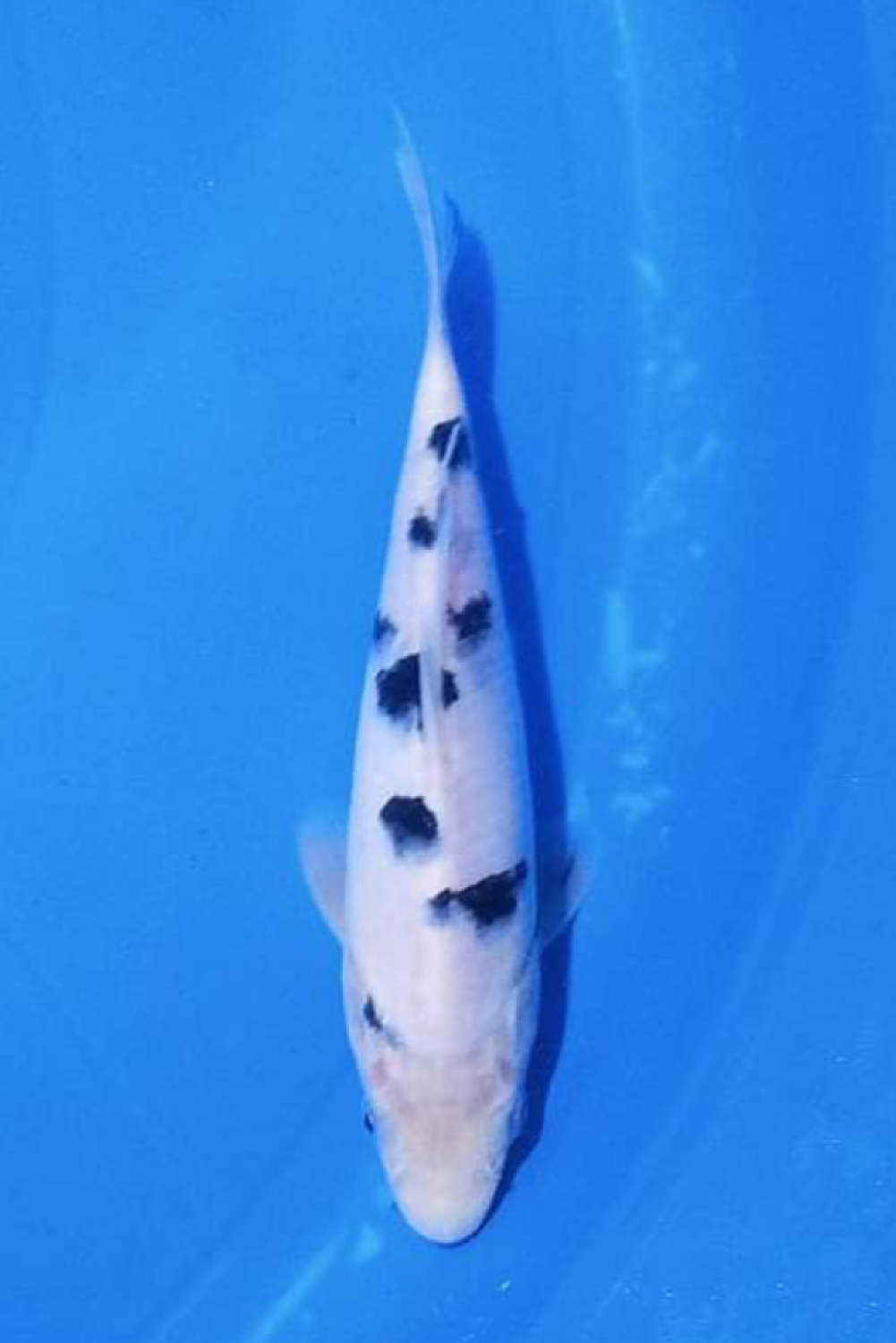 Juara 4