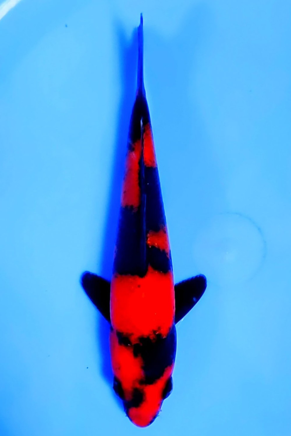 Juara 4