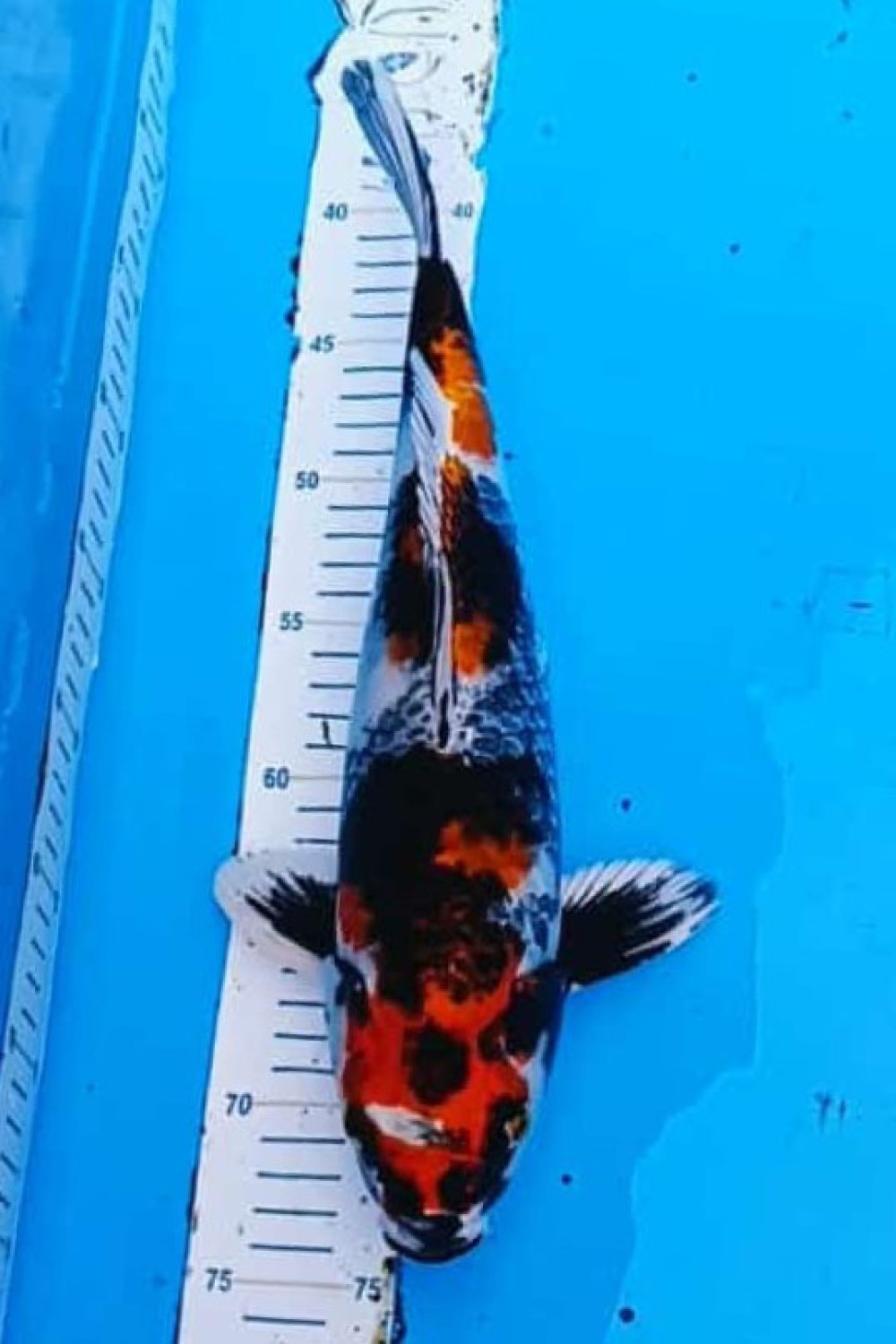 Best In Size D 31 - 35 cm