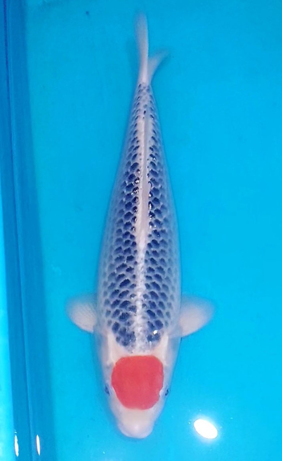 Juara 2