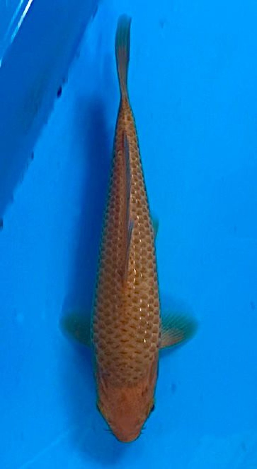 Juara 3