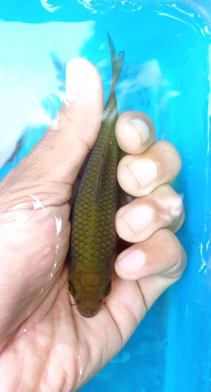 Juara 1