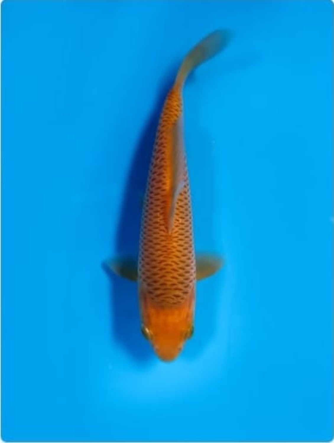 Juara 1