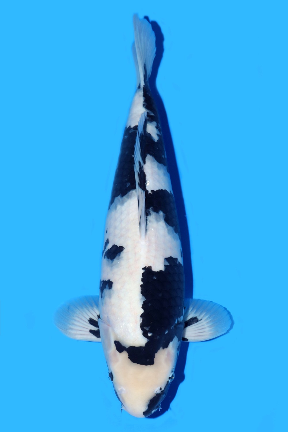 Juara 4