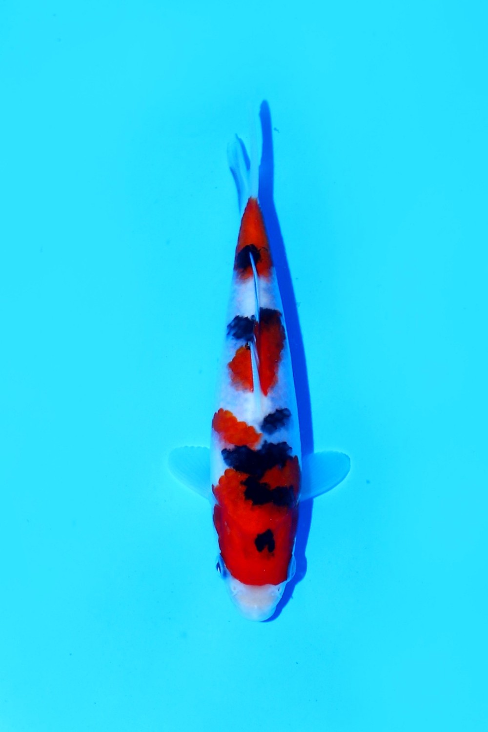 Juara 2