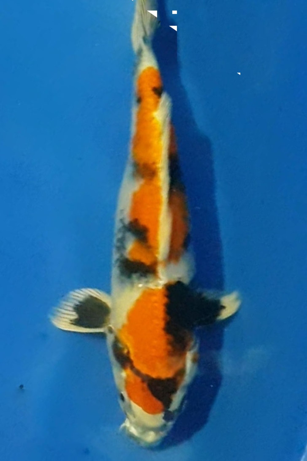 Juara 1